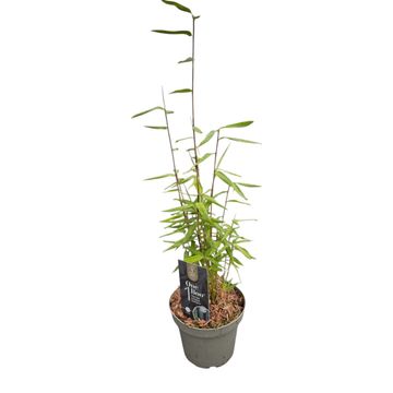 Fargesia nitida 'Gansu'