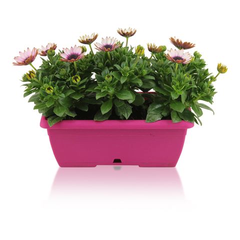 Osteospermum MARGARITA PINK