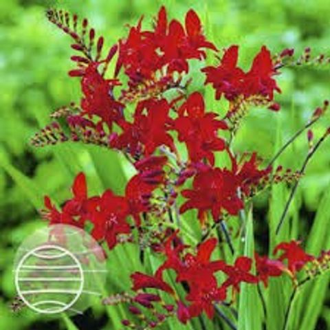 Crocosmia 'Lucifer'