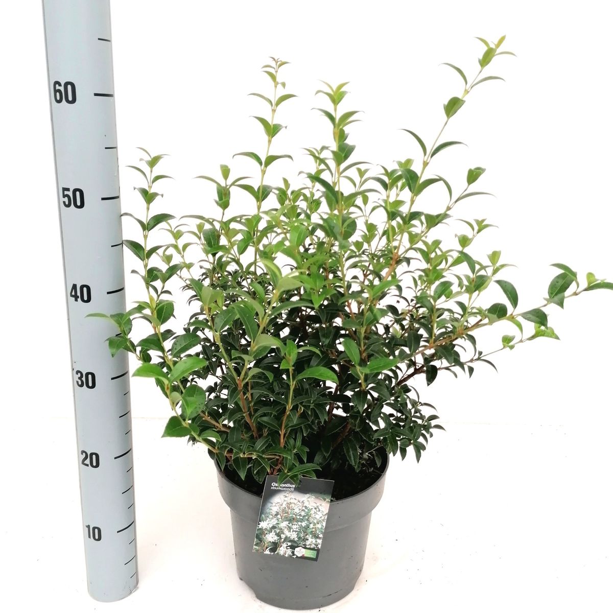 Osmanthus x burkwoodii — Plant Wholesale FlorAccess