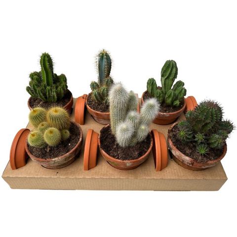 Cactos MIX