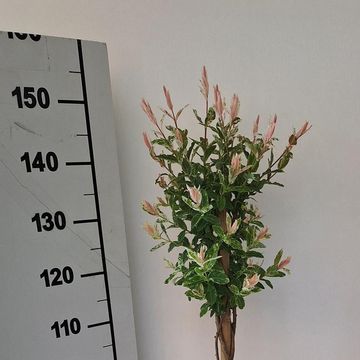 Ива integra 'Flamingo'