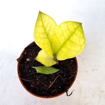 Zamioculcas zamiifolia 'Chameleon'