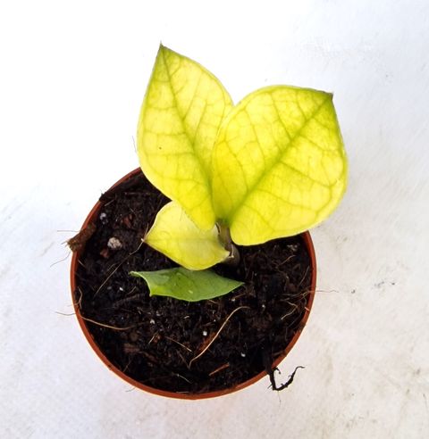 Zamioculcas zamiifolia 'Chameleon'