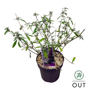 Buddleja davidii 'Black Knight'