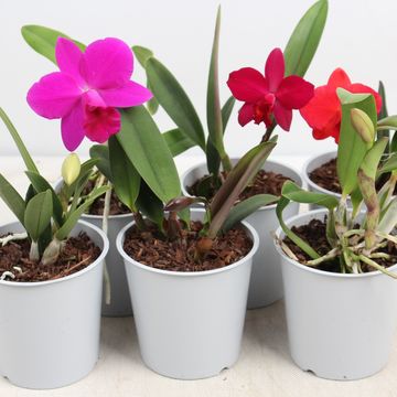 Cattleya MIX