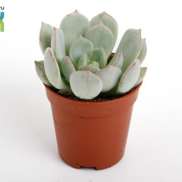 Echeveria secunda
