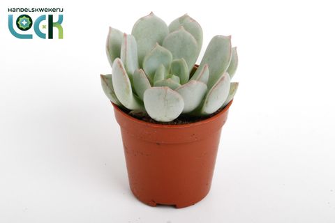 Echeveria secunda