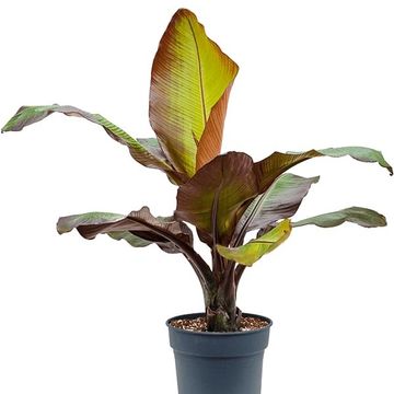 Ensete ventricosum 'Maurelii'