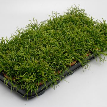 Rhipsalis baccifera 'Oasis'
