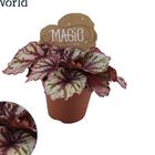 Begonia MAGIC COLOURS LAMBADA