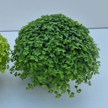 Soleirolia soleirolii MIX