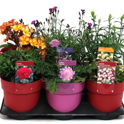 knijpen Loodgieter Ieder Vaste planten MIX — Groothandel in planten FlorAccess