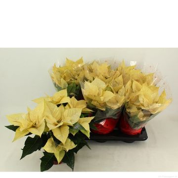 Euphorbia pulcherrima TITAN WHITE