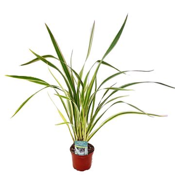 Phormium tenax 'Tricolor'