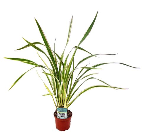 Phormium tenax 'Tricolor'