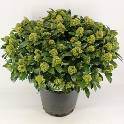 Skimmia japonica WHITE GLOBE