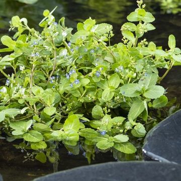 Veronica beccabunga