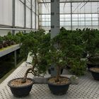 Juniperus chinensis