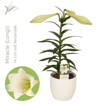 Lilium longiflorum 'Miracle'