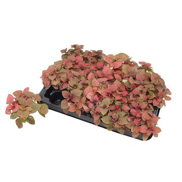 Hypoestes phyllostachya 'Confetti Compact Red'