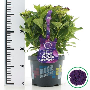 Hydrangea macrophylla MUSIC COLLECTION DEEP PURPLE DANCE