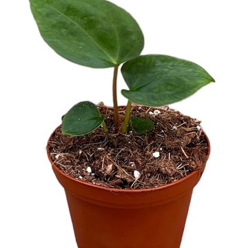 Anthurium papillilaminum