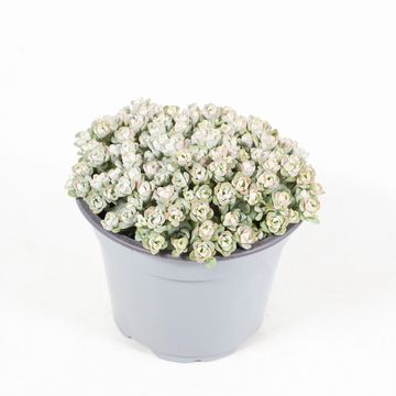 Sedum spathulifolium