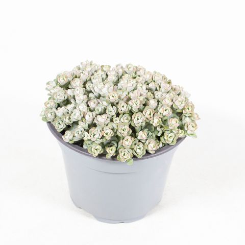 Sedum spathulifolium