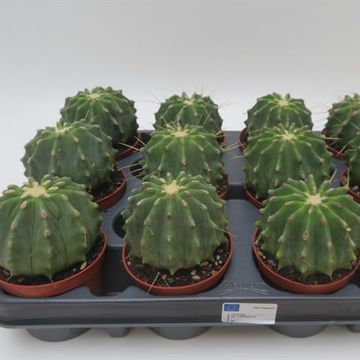 Ferocactus glaucescens inermis