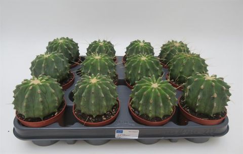Ferocactus glaucescens inermis