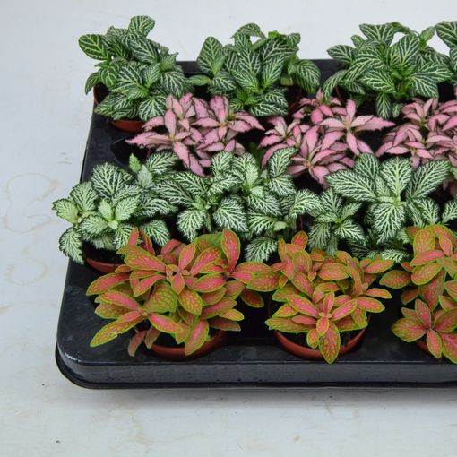 Fittonia MIX