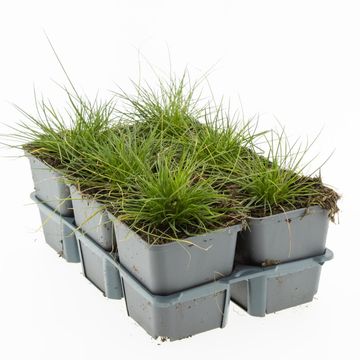 Festuca gautieri 'Pic Carlit'