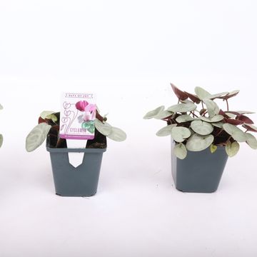 Cyclamen coum 'Silver Leaf Pink'