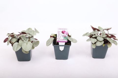 Цикламен coum 'Silver Leaf Pink'