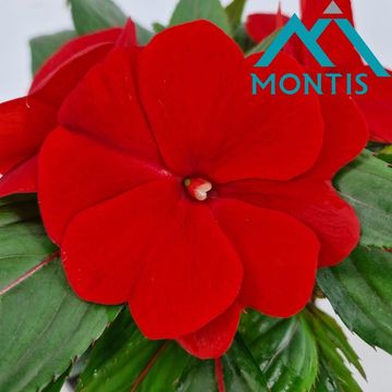 Impatiens COLORPOWER FIRE