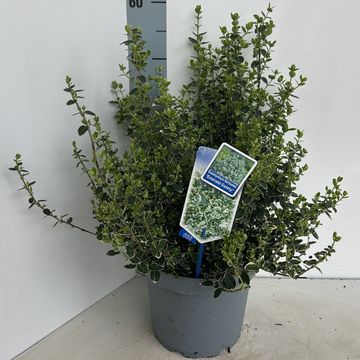 Euonymus fortunei 'Emerald Gaiety'