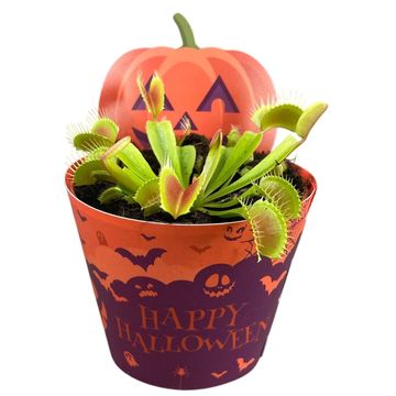 Dionaea muscipula