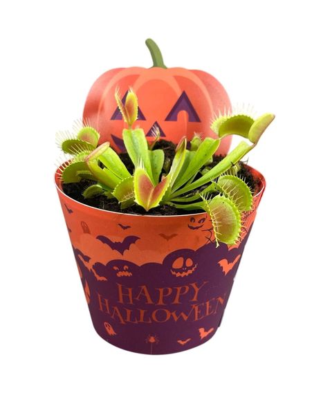 Dionaea muscipula