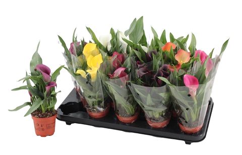 Zantedeschia MIX