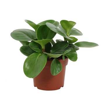 Peperomia obtusifolia 'Green Gold'