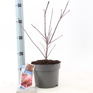 Acer palmatum 'Atropurpureum'