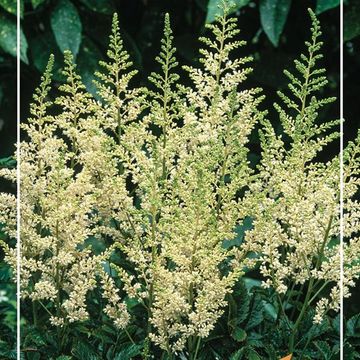 Astilbe 'Darwin's Snow Sprite'