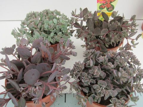 Sedum cauticola