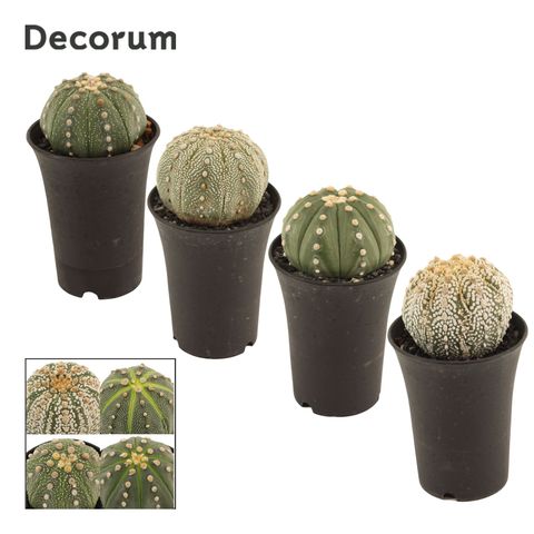 Astrophytum asterias