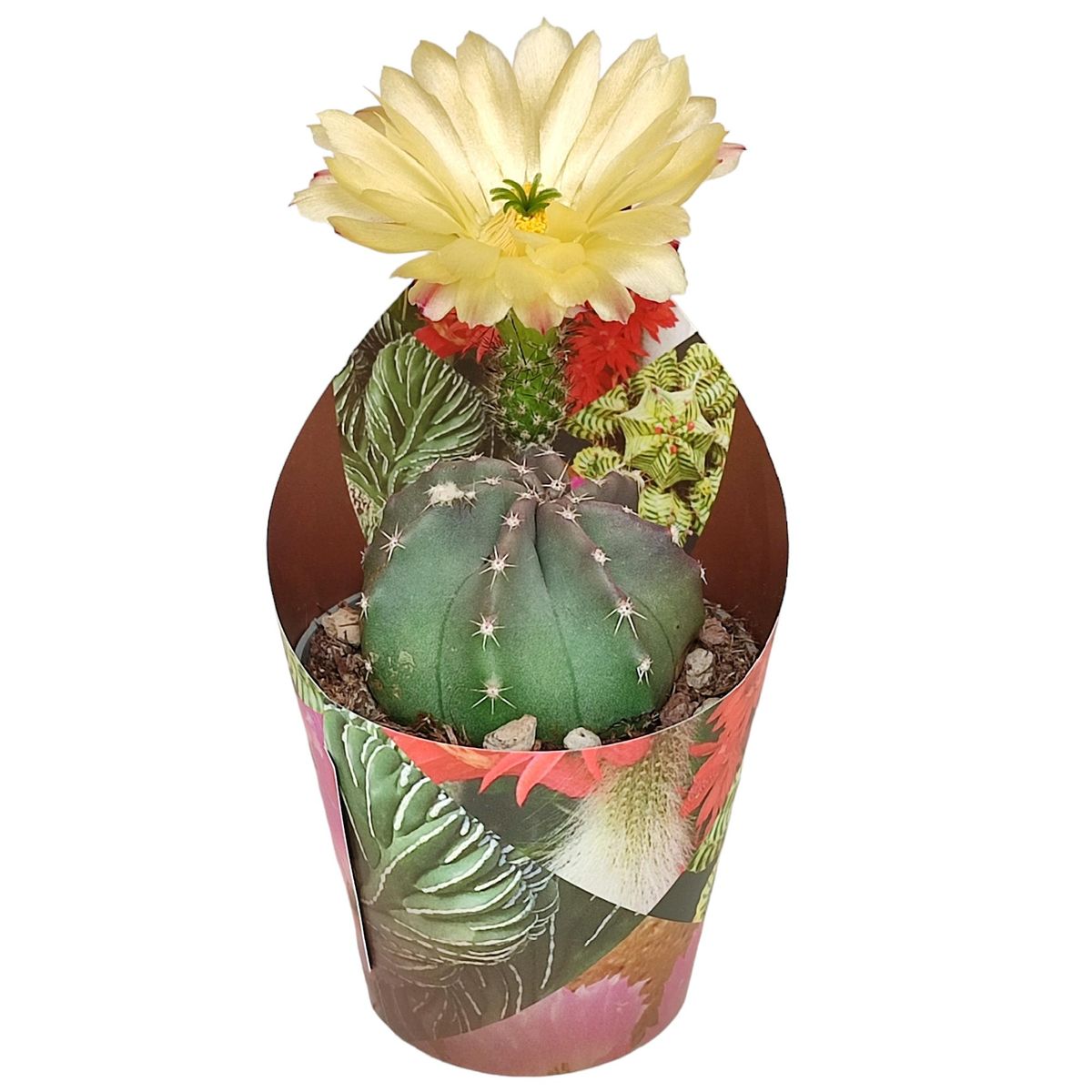 Echinocereus subinermis  Plant Wholesale FlorAccess