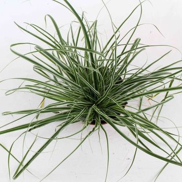 Carex oshimensis ЭВЕРЕСТ