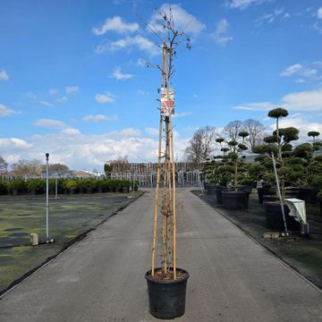 Viburnum plicatum KILIMANDJARO SUNRISE