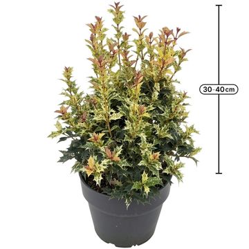 Osmanthus heterophyllus 'Goshiki'