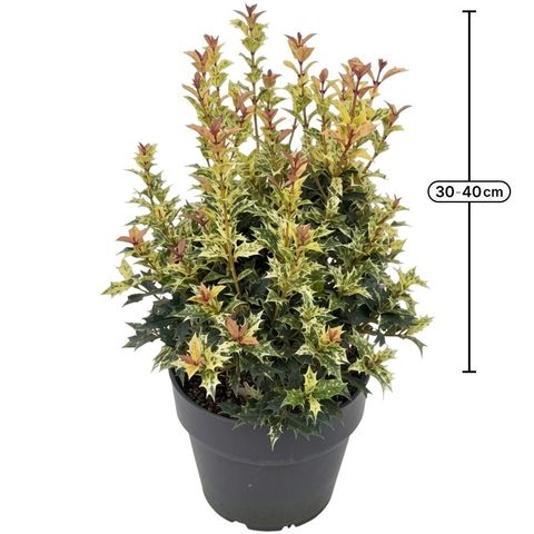 Osmanthus heterophyllus 'Goshiki'